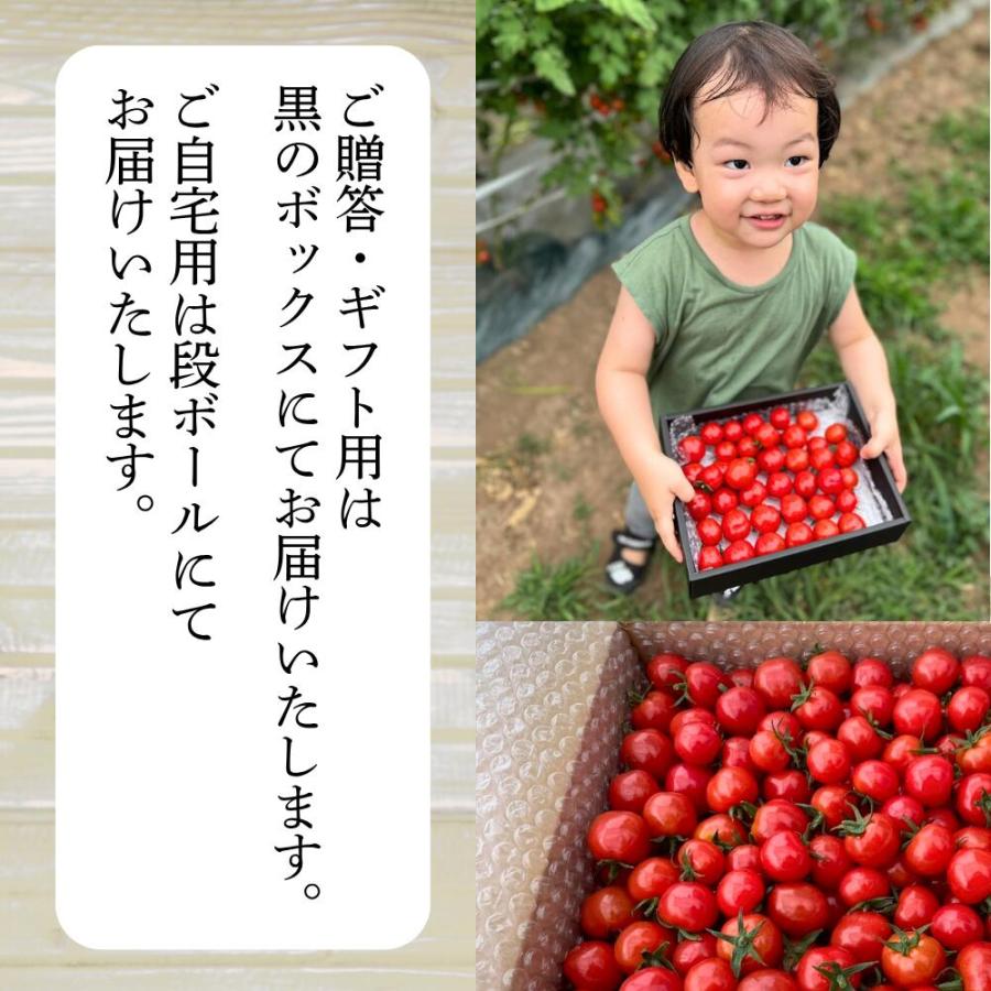 プチぷよトマト 2kg ご自宅用 トマト ぷちぷよ プチプヨ 送料