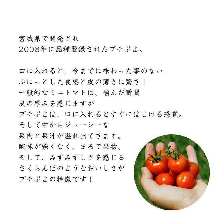 プチぷよトマト 約500g 贈答用 ギフト用 トマト ぷちぷよ