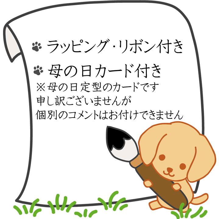 母の日 花 ギフト カーネーション 花鉢 鉢植え 母の日プレゼント Carnation Hachi 花 誕生日プレゼント サンモクスイ 通販 Yahoo ショッピング