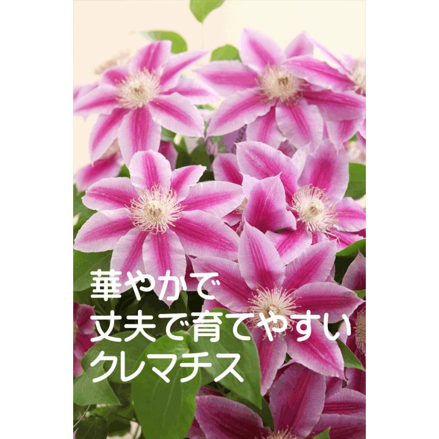 母の日 花 ギフト 母の日花鉢 クレマチス 鉢植え 母の日 プレゼント 色は当店にお任せです Clematis 花 誕生日プレゼント サンモクスイ 通販 Yahoo ショッピング