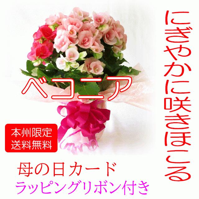 母の日 花 ギフト 母の日花鉢 ベコニアの鉢植え 母の日プレゼント 色は当店にお任せです Riegers 花 誕生日プレゼント サンモクスイ 通販 Yahoo ショッピング