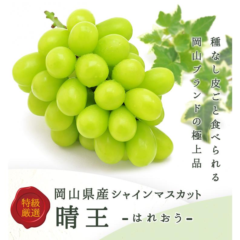 【お中元】シャインマスカット晴王 約500g 1房入 岡山県産 化粧箱入 贈答用 ギフト 果物 フルーツ ぶどう サニーフルーツ岡山