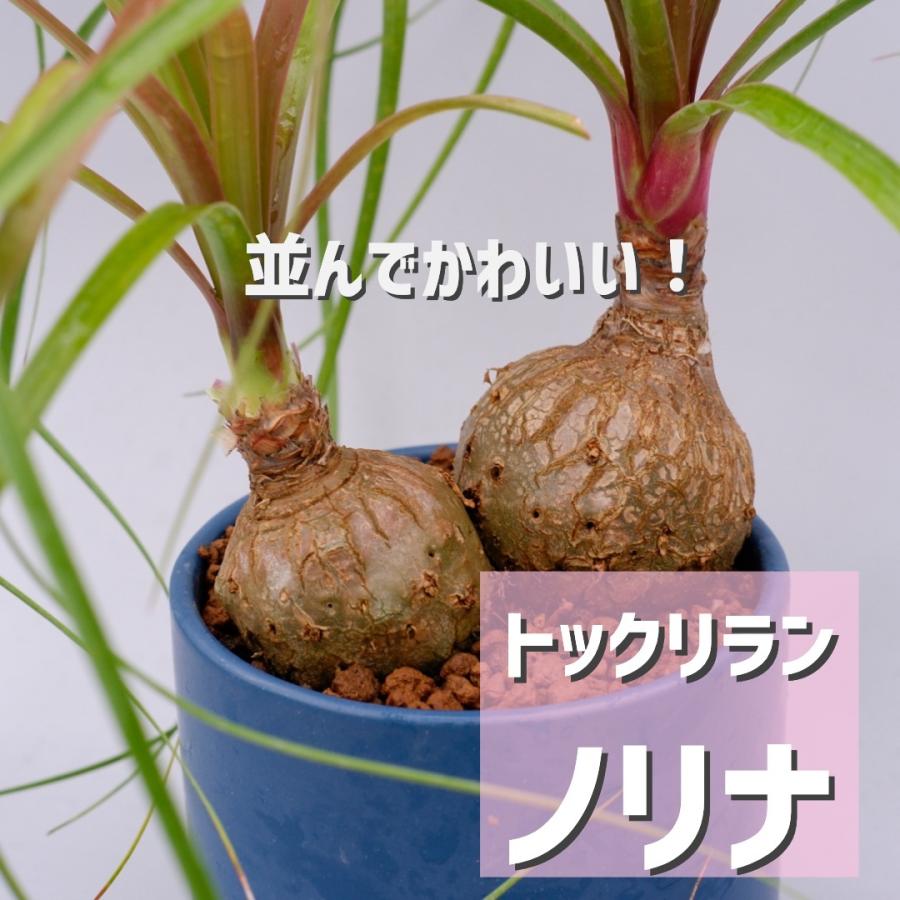 97 以上節約 観葉植物 トックリラン ノリナ 2頭タイプ ポニーテール Aynaelda Com