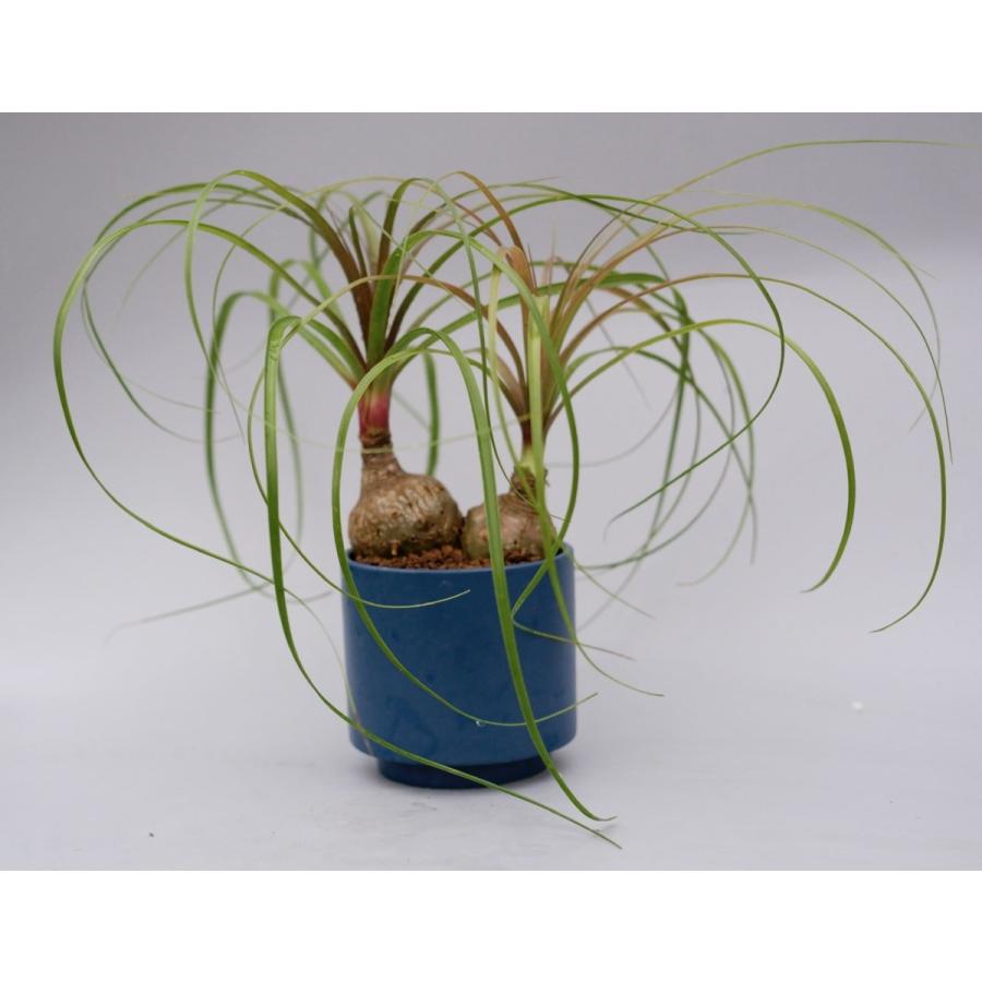 97 以上節約 観葉植物 トックリラン ノリナ 2頭タイプ ポニーテール Aynaelda Com