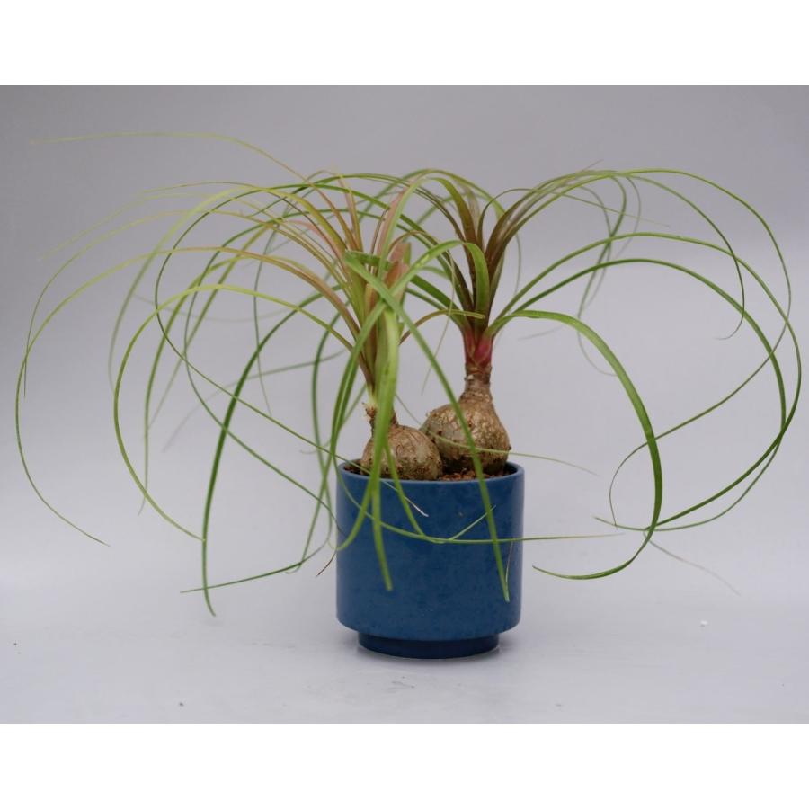97 以上節約 観葉植物 トックリラン ノリナ 2頭タイプ ポニーテール Aynaelda Com