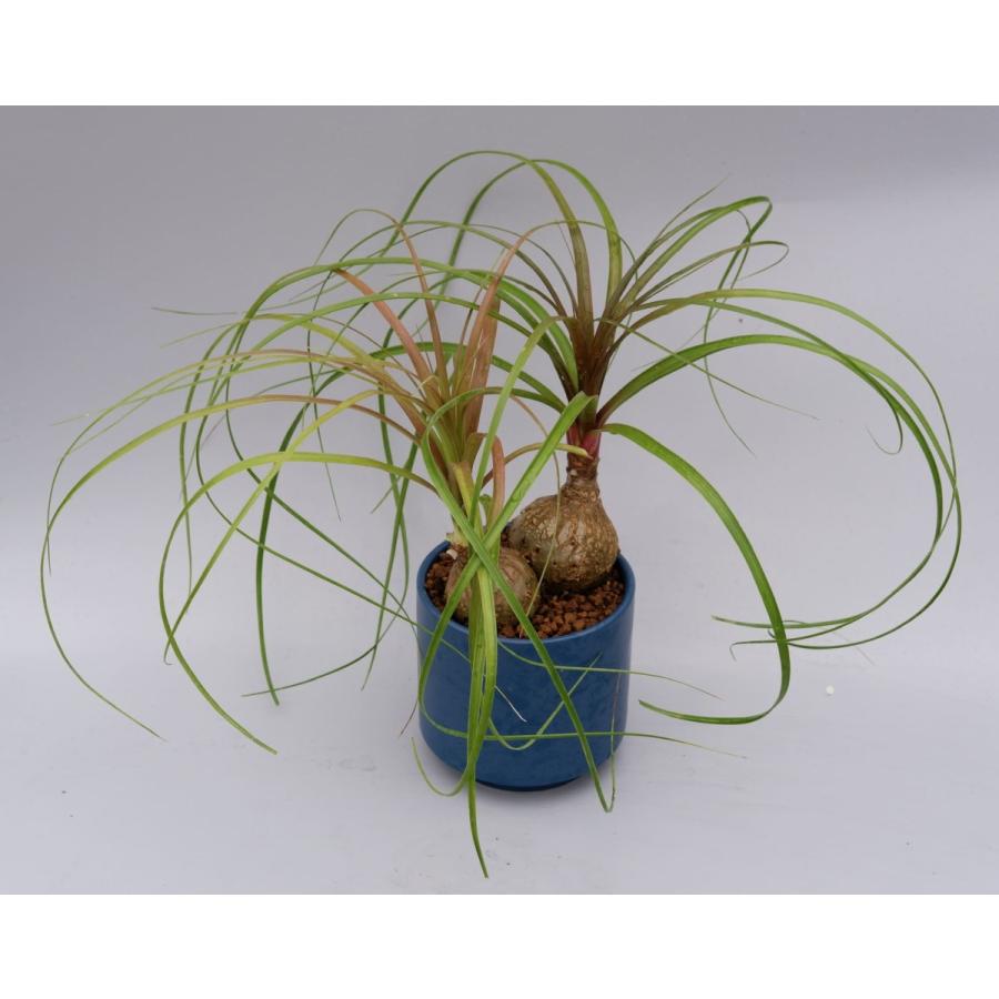 97 以上節約 観葉植物 トックリラン ノリナ 2頭タイプ ポニーテール Aynaelda Com
