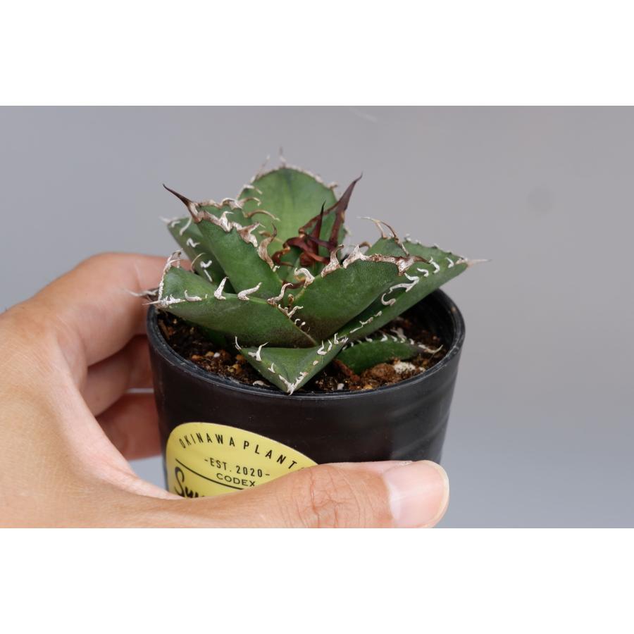 美株❗️ アガベ　チタノタ　シーザー　【5】 アガベ チタノタ シーザー 5株 【公式通販】