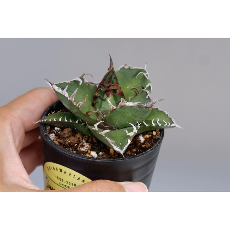 5株セット】アガベ チタノタ シーザー Agave titanota caesar 観葉植物