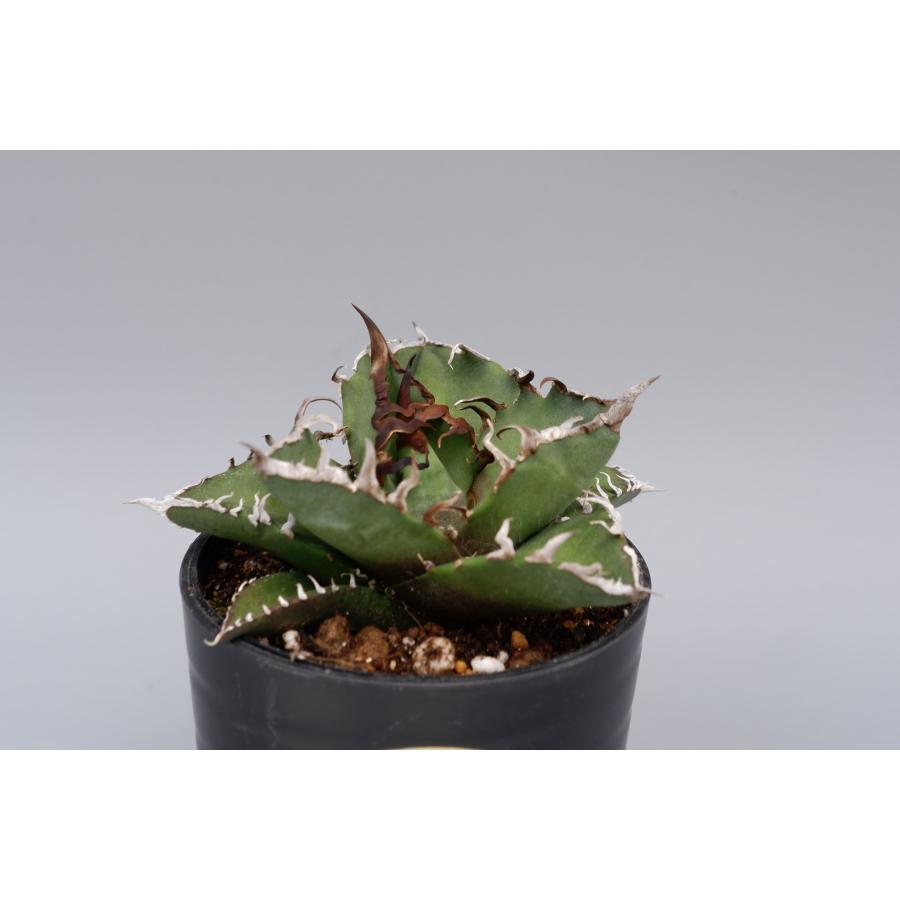 5株セット】アガベ チタノタ シーザー Agave titanota caesar 観葉植物