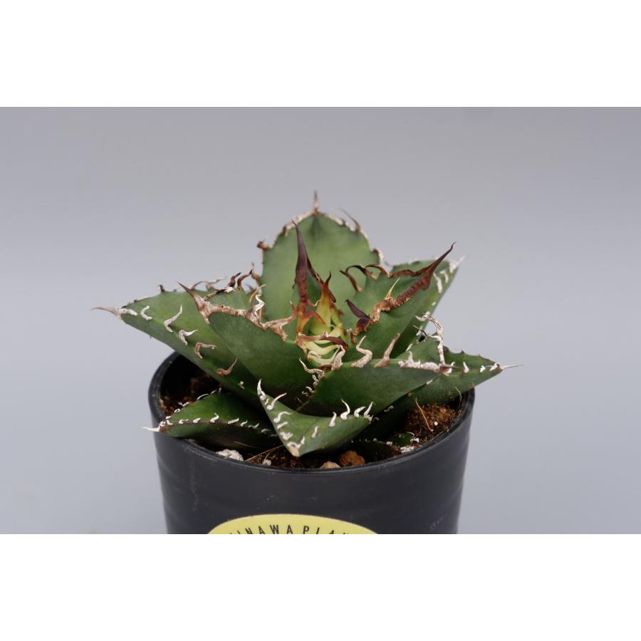 アガベチタノタagavetitanotaシーザー鉢込み アガベ チタノタ シーザー Agave titanota caesar 147 | Sunny