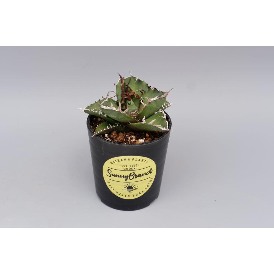5株セット】アガベ チタノタ シーザー Agave titanota caesar 観葉植物