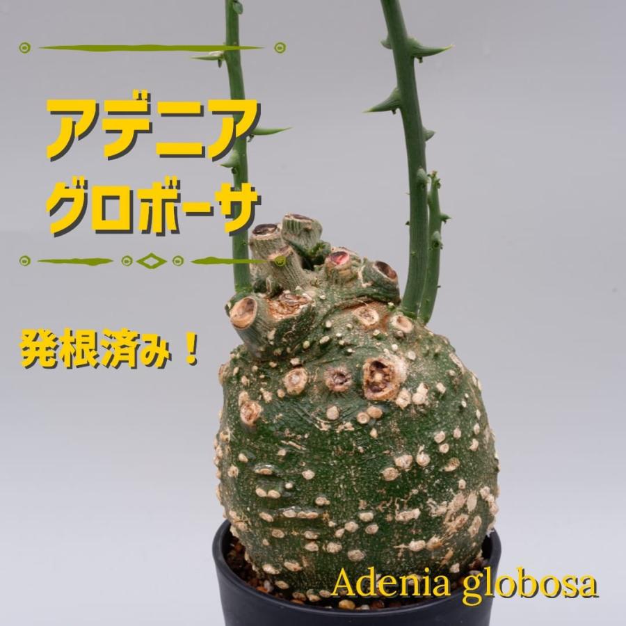 珍奇植物 アデニア グロボーサ 002 adenia globosa : Sunny Branch 