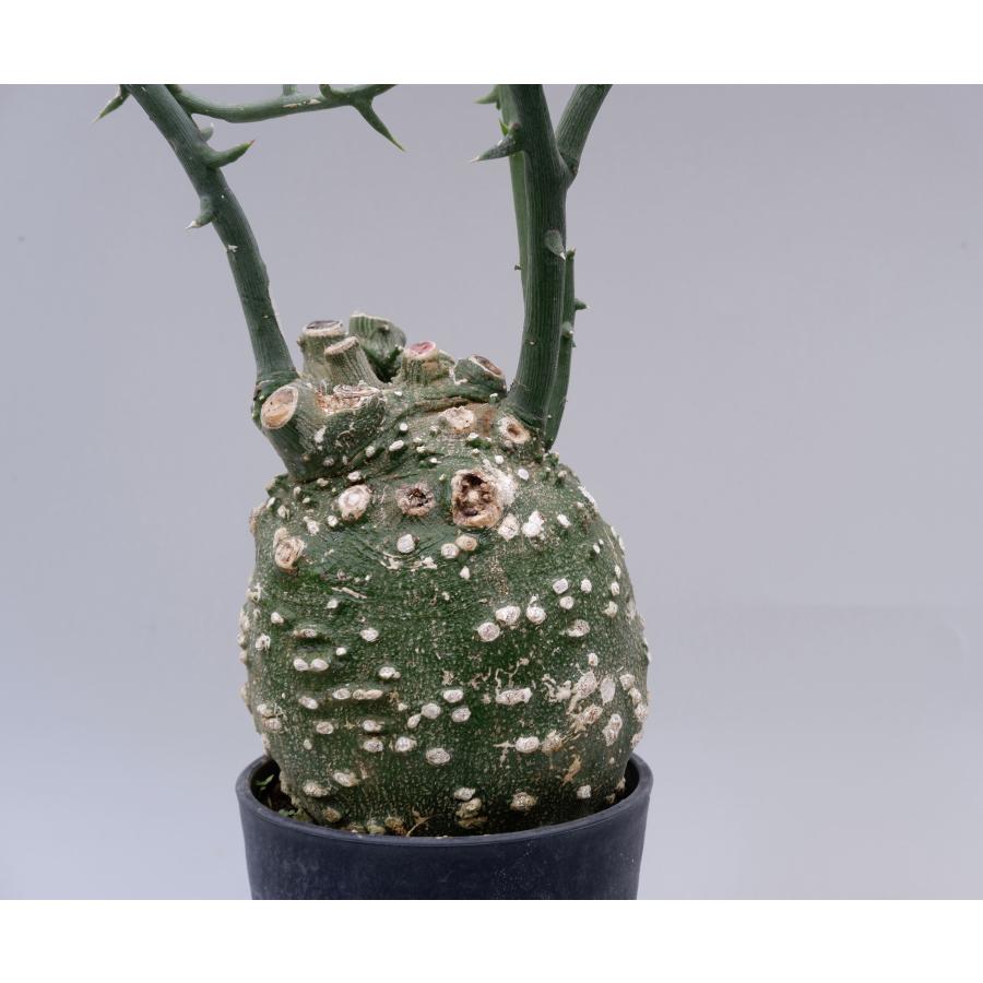 珍奇植物 アデニア グロボーサ 002 adenia globosa : Sunny Branch 