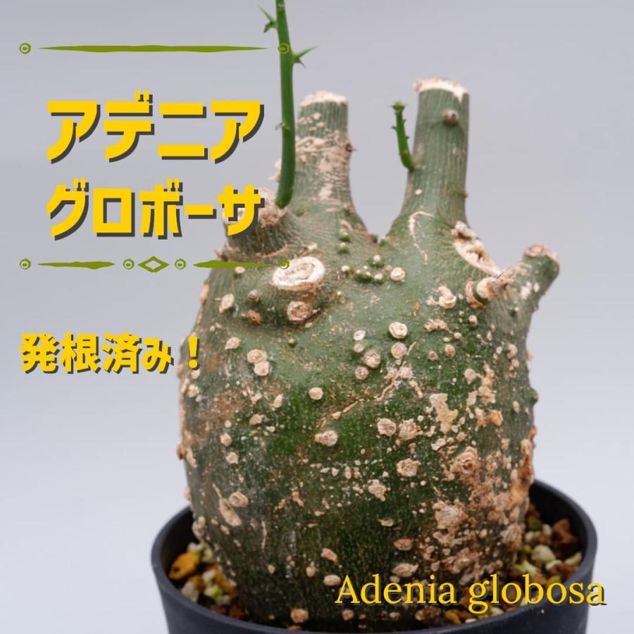 珍奇植物 アデニア グロボーサ 003 adenia globosa : Sunny Branch