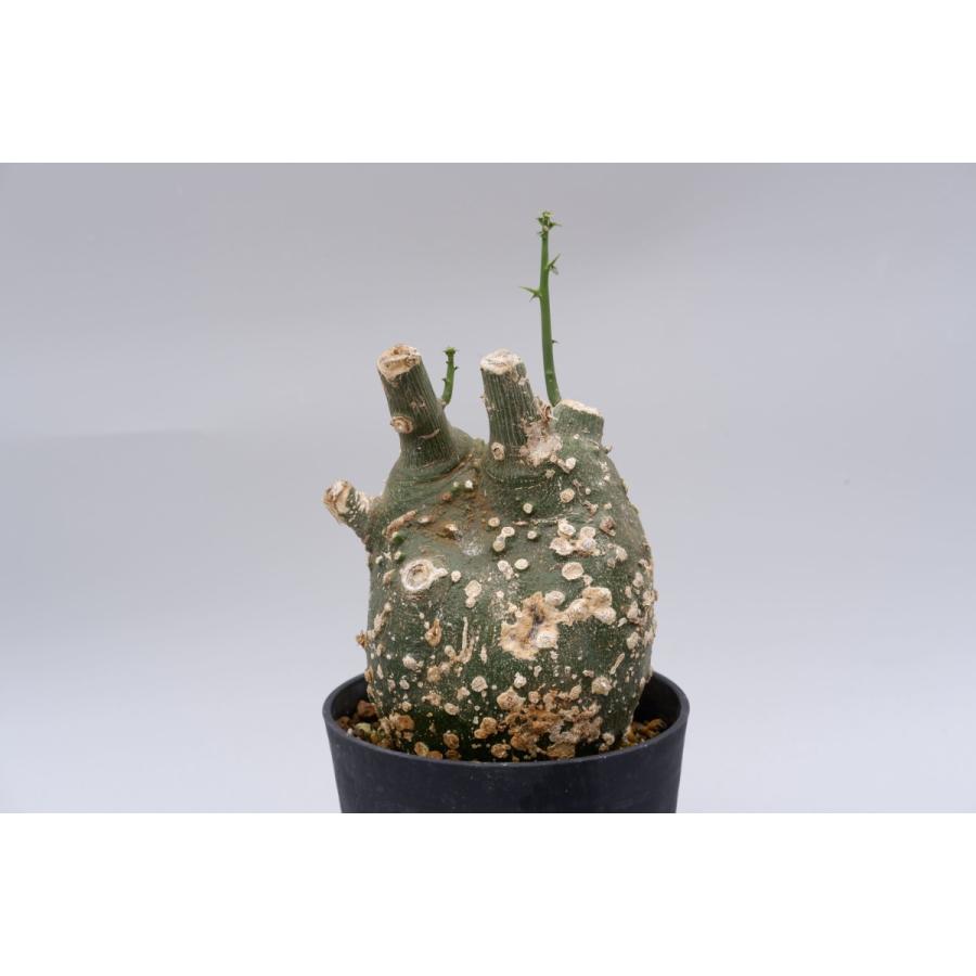 珍奇植物 アデニア グロボーサ 003 adenia globosa : Sunny Branch