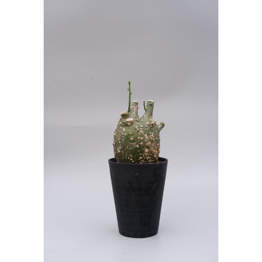 珍奇植物 アデニア グロボーサ 003 adenia globosa : Sunny Branch