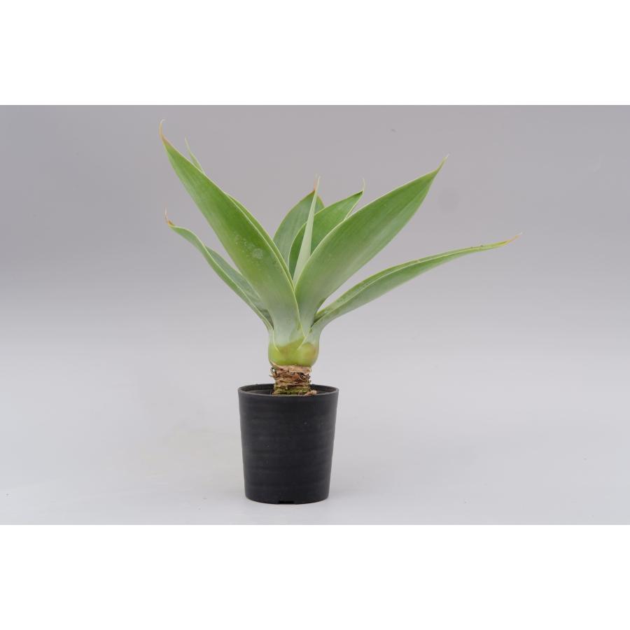 アガべ アテナータ ボーチンブルー Agave attenuata 'boutinblue