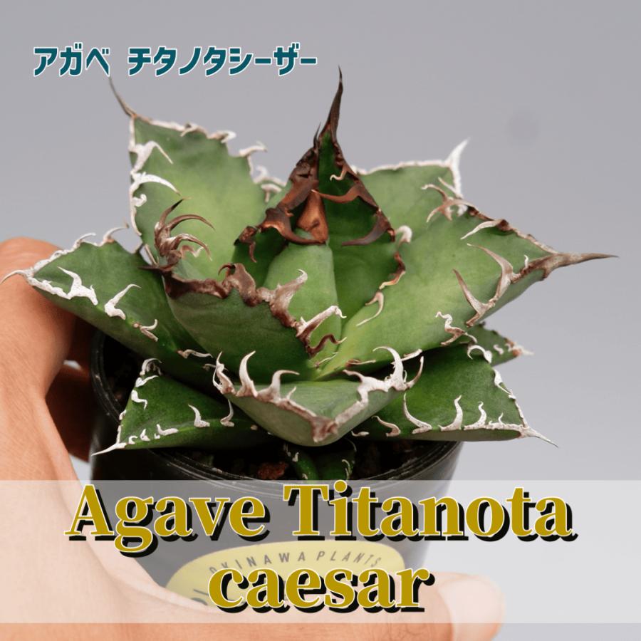 アガべ チタノタ シーザー 119 Agave titanota caesar 塊根植物 観葉