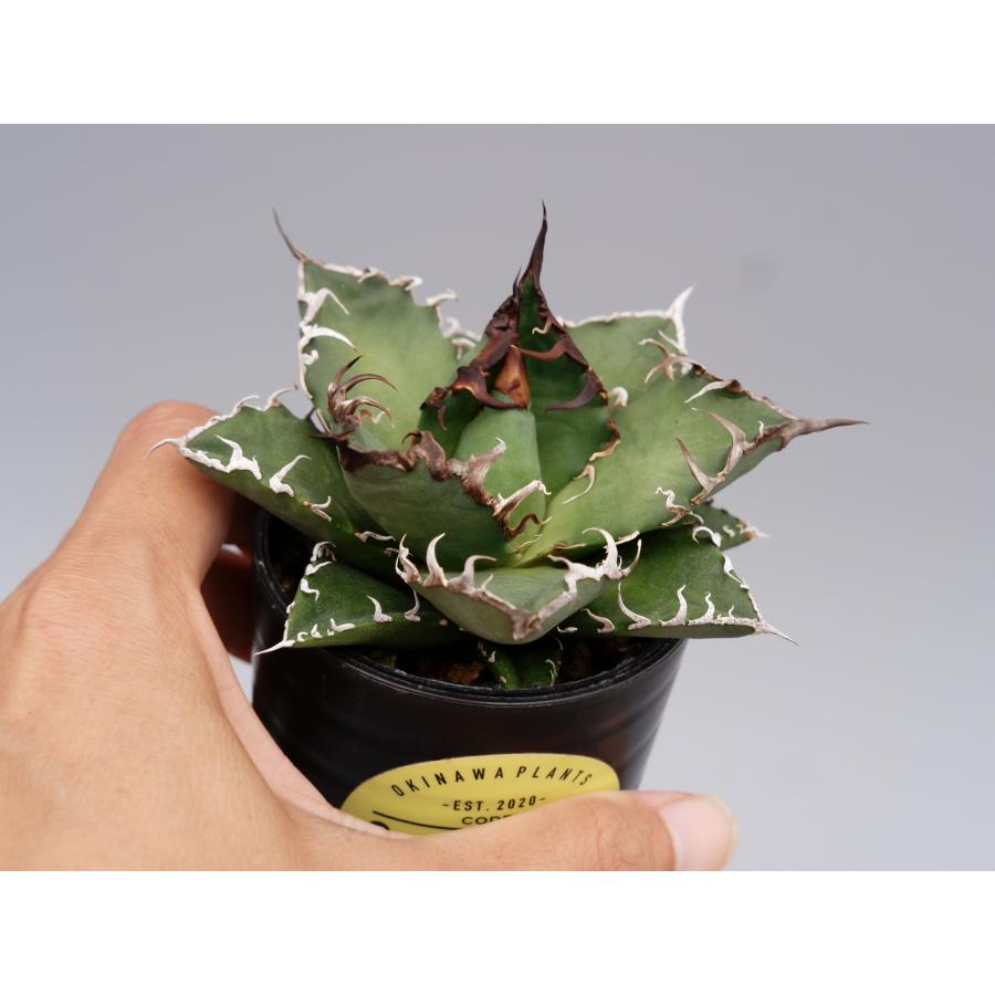 アガべ チタノタ シーザー 119 Agave titanota caesar 塊根植物 観葉