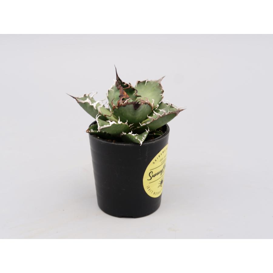 アガべ チタノタ シーザー 119 Agave titanota caesar 塊根植物 観葉