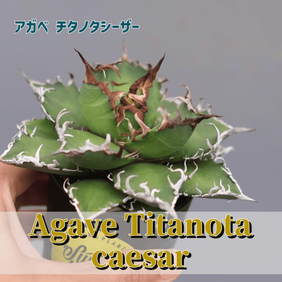 アガべ チタノタ シーザー 149 Agave titanota caesar 塊根植物