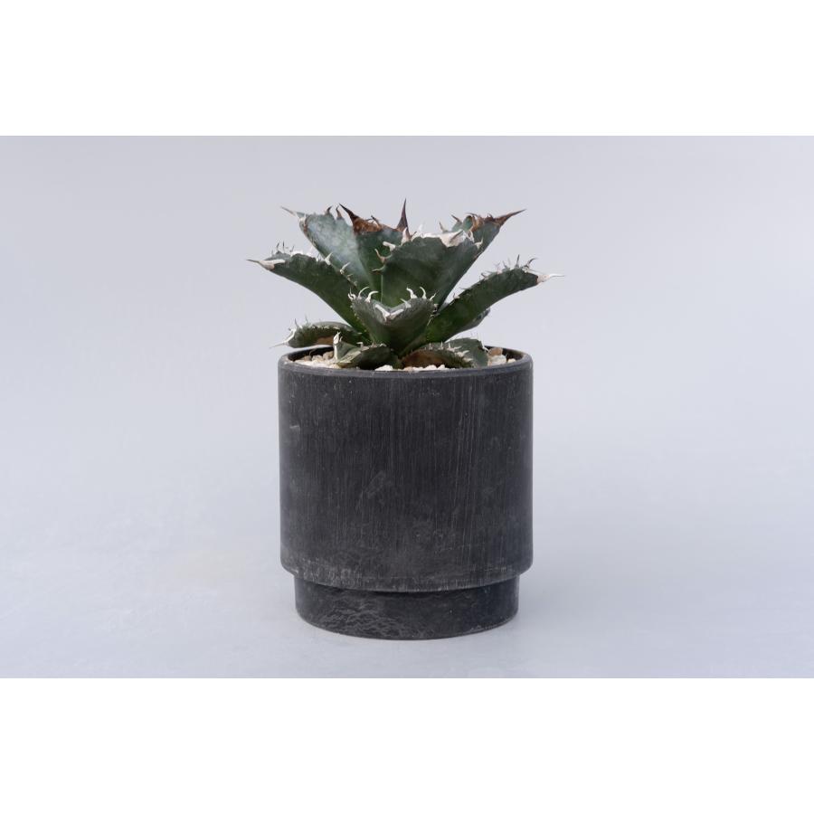 アガベ チタノタ ホワイトファイヤー011 Agave titanota 白火焔 塊根