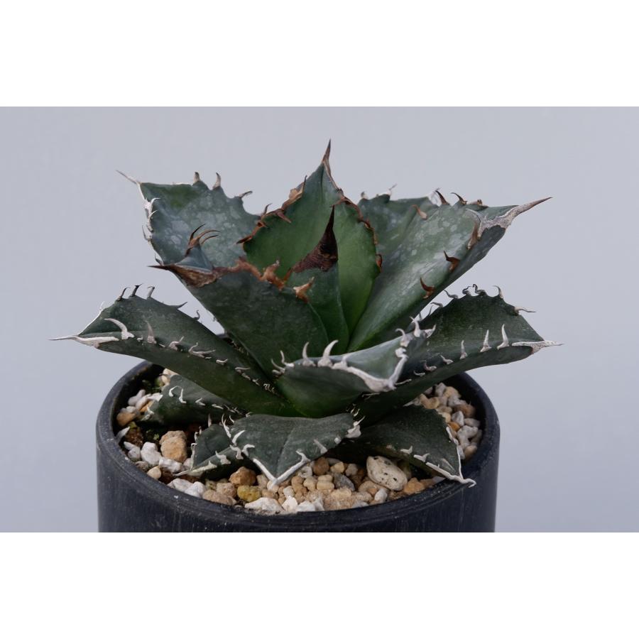 アガベ チタノタ ホワイトファイヤー011 Agave titanota 白火焔 塊根