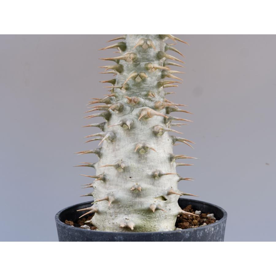 パキポディウム アンボンゲンセ 実生 コーデックス 塊根植物