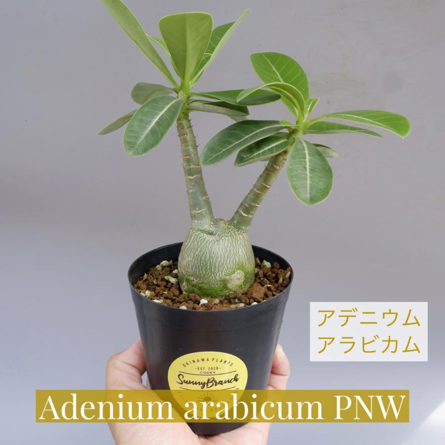 アデニウム アラビカム PNW 実生株 Adenium arabicum 003 観葉植物