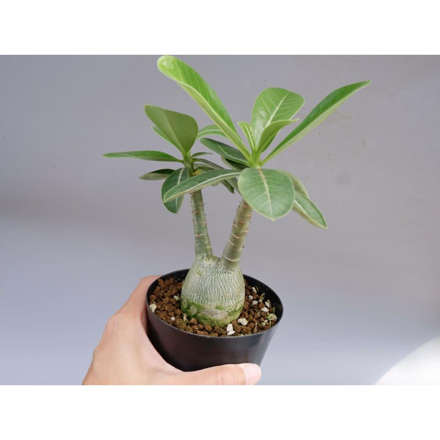 アデニウム アラビカム PNW 実生株 Adenium arabicum 003 観葉植物