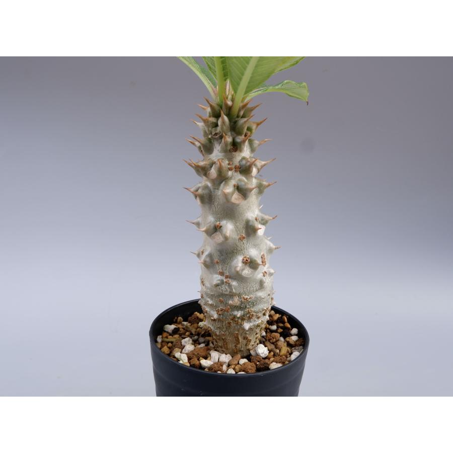 パキポディウム バロニー実生株027 Pachypodium baronii 観葉植物 塊根