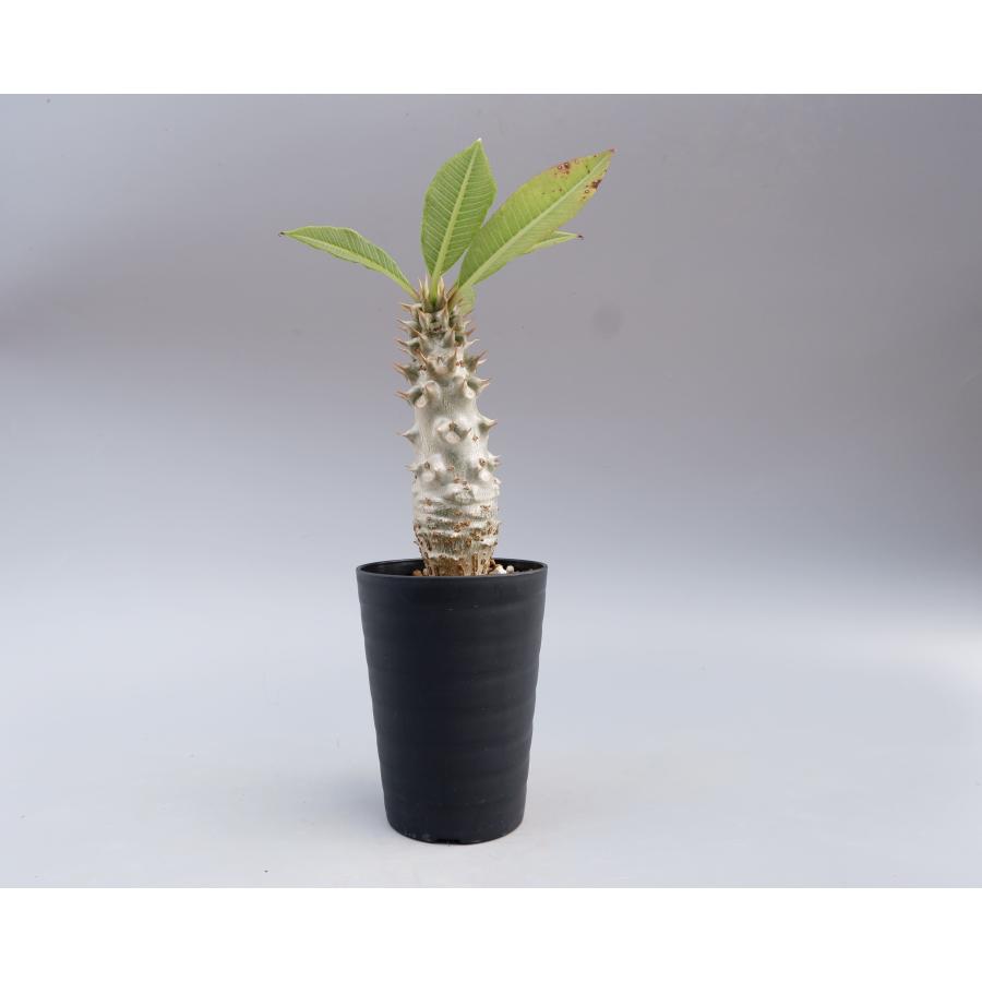 パキポディウム　バロニー　実生株 パキポディウム バロニー実生株027 Pachypodium baronii 観葉植物 塊根