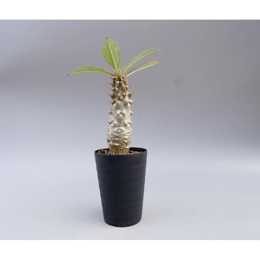 パキポディウム バロニー実生株027 Pachypodium baronii 観葉植物 塊根