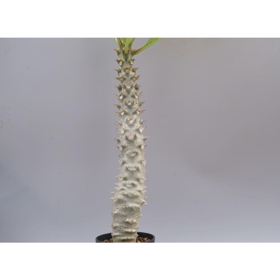 パキポディウム バロニー実生株037 Pachypodium baronii 観葉植物 塊根