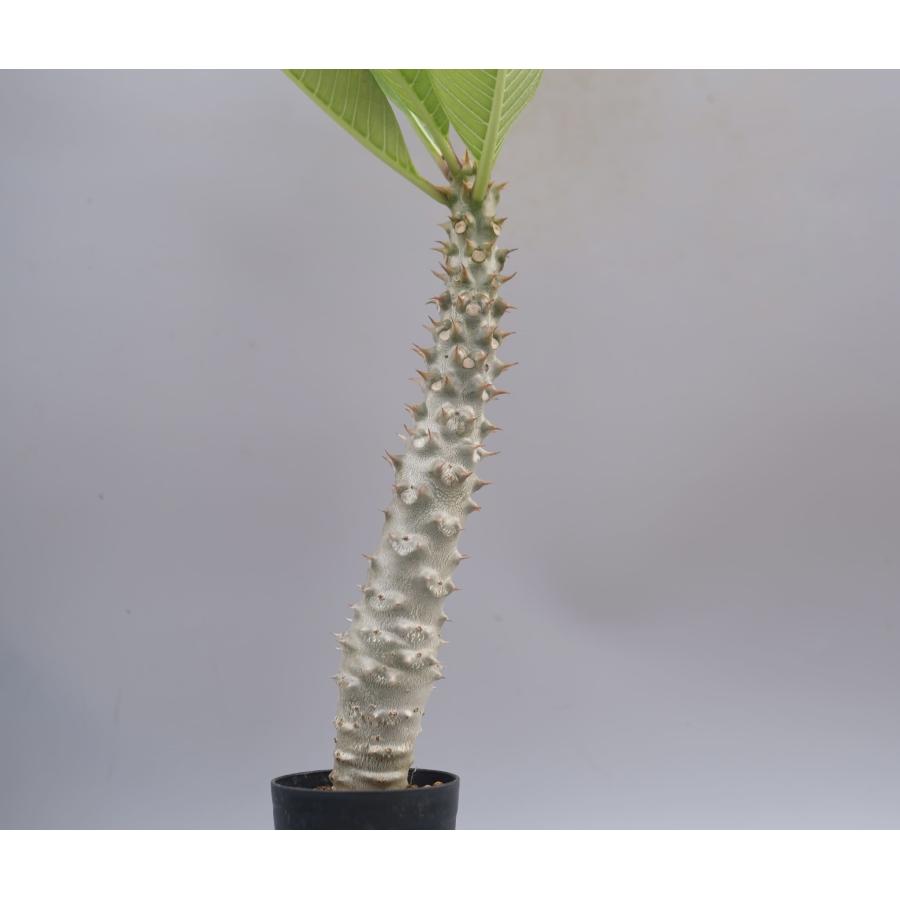 パキポディウム バロニー実生株037 Pachypodium baronii 観葉植物 塊根