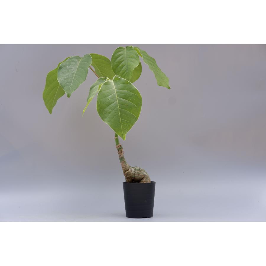 プセウド ボンバックス 019 Pseudobombax ellipticum 塊根植物 観葉
