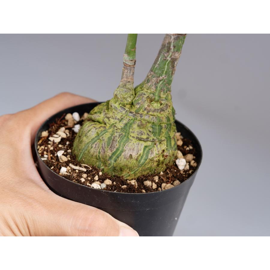 ボンバックス コーデックス 塊根植物 多肉植物 サボテン パキプス isla