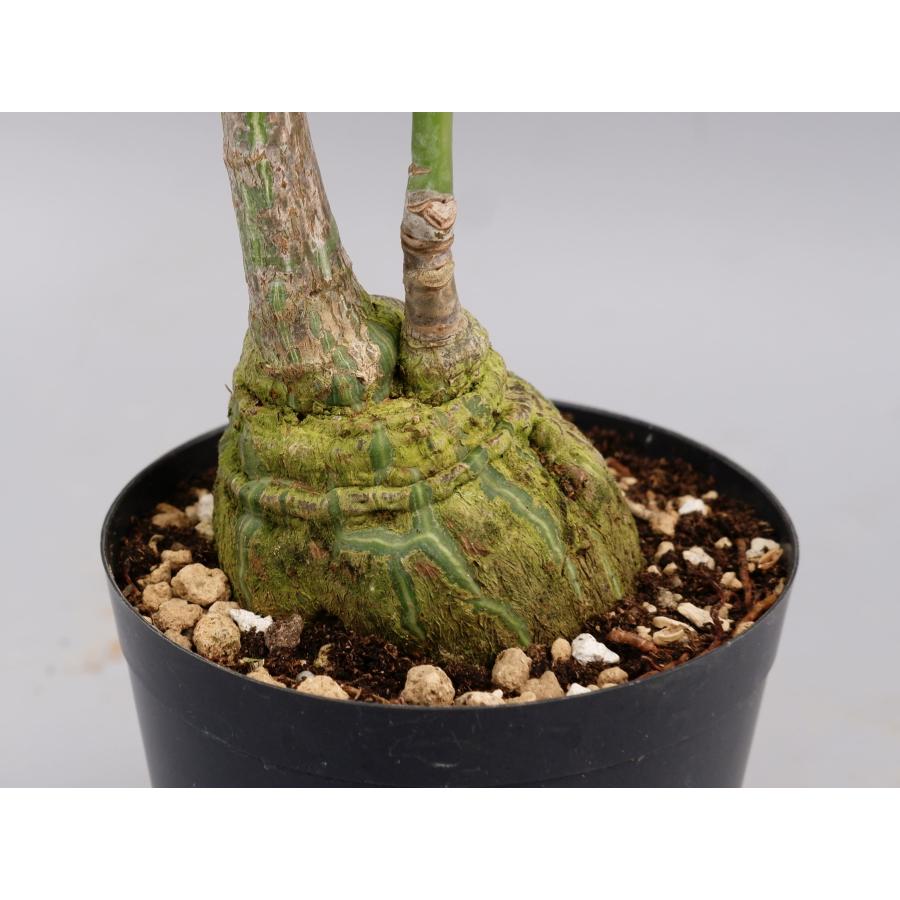 ボンバックス①塊根植物Pseudobombax ellipticum