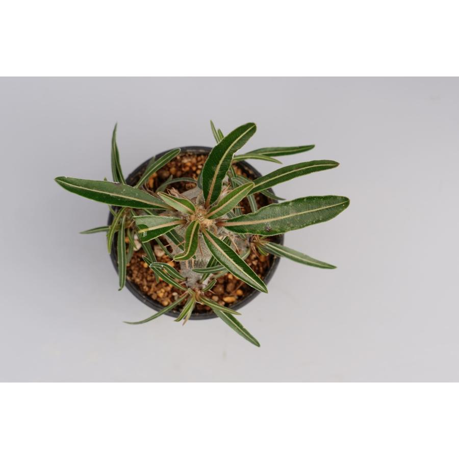 パキポディウム カクチペス 実生株 004 Pachypodium cactipes  観葉植物 塊根植物 多肉植物｜sunnybranch｜14