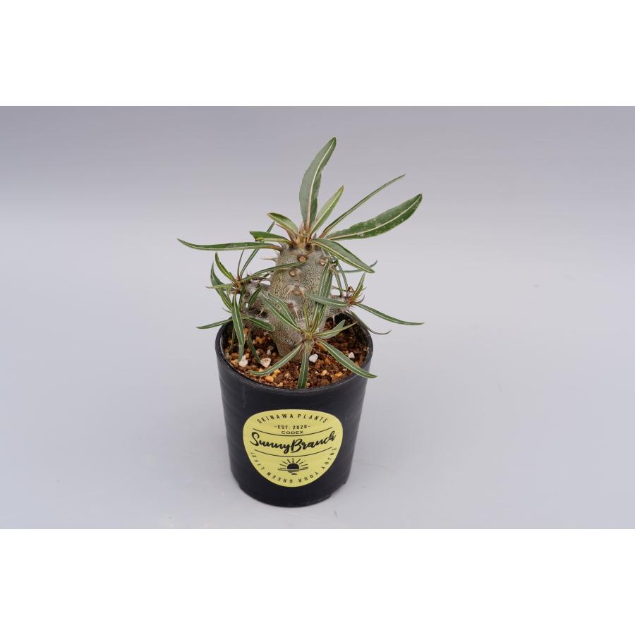 パキポディウム カクチペス 実生株 004 Pachypodium cactipes  観葉植物 塊根植物 多肉植物｜sunnybranch｜06