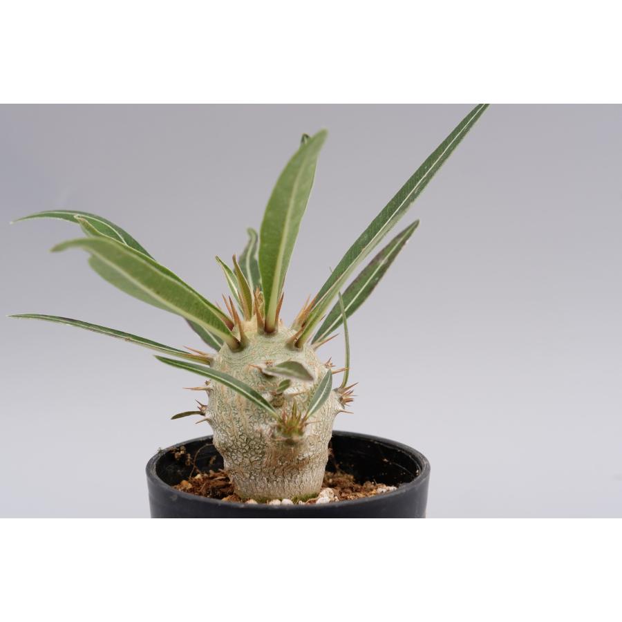 パキポディウム カクチペス 実生株 006 Pachypodium cactipes  観葉植物 塊根植物 多肉植物｜sunnybranch｜04