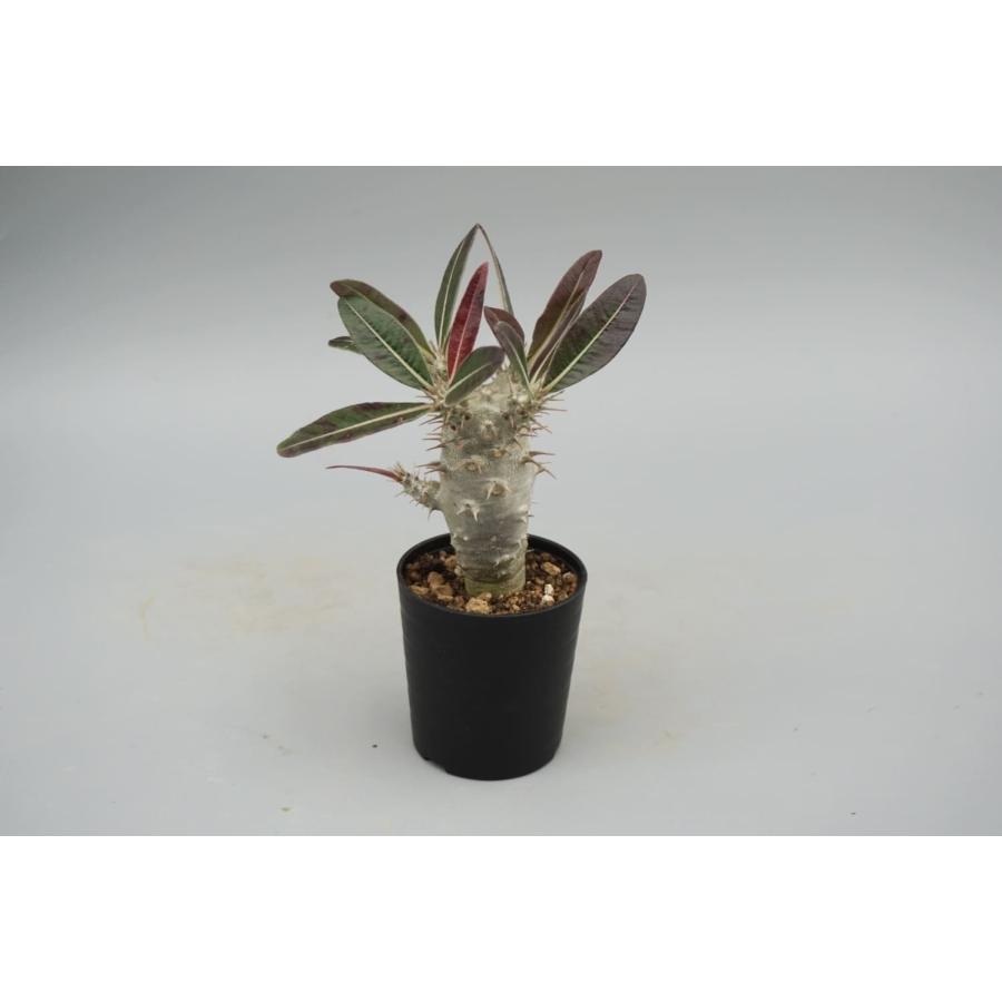 パキポディウム カクチペス 実生株 014 Pachypodium cactipes 観葉植物