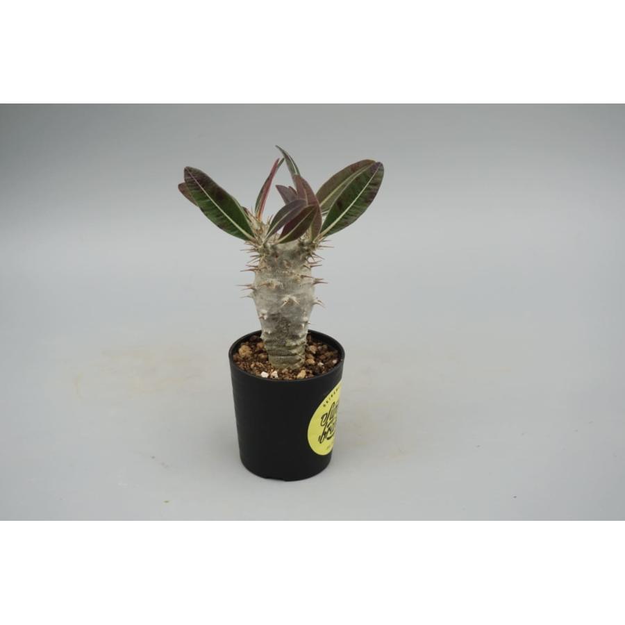 パキポディウム カクチペス 実生株 014 Pachypodium cactipes 観葉植物