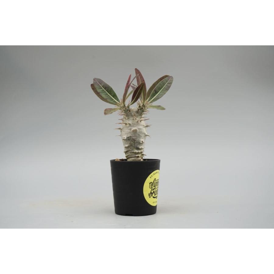 パキポディウム カクチペス 実生株 014 Pachypodium cactipes パキポディウム カクチペス 実生株 014 Pachypodium cactipes