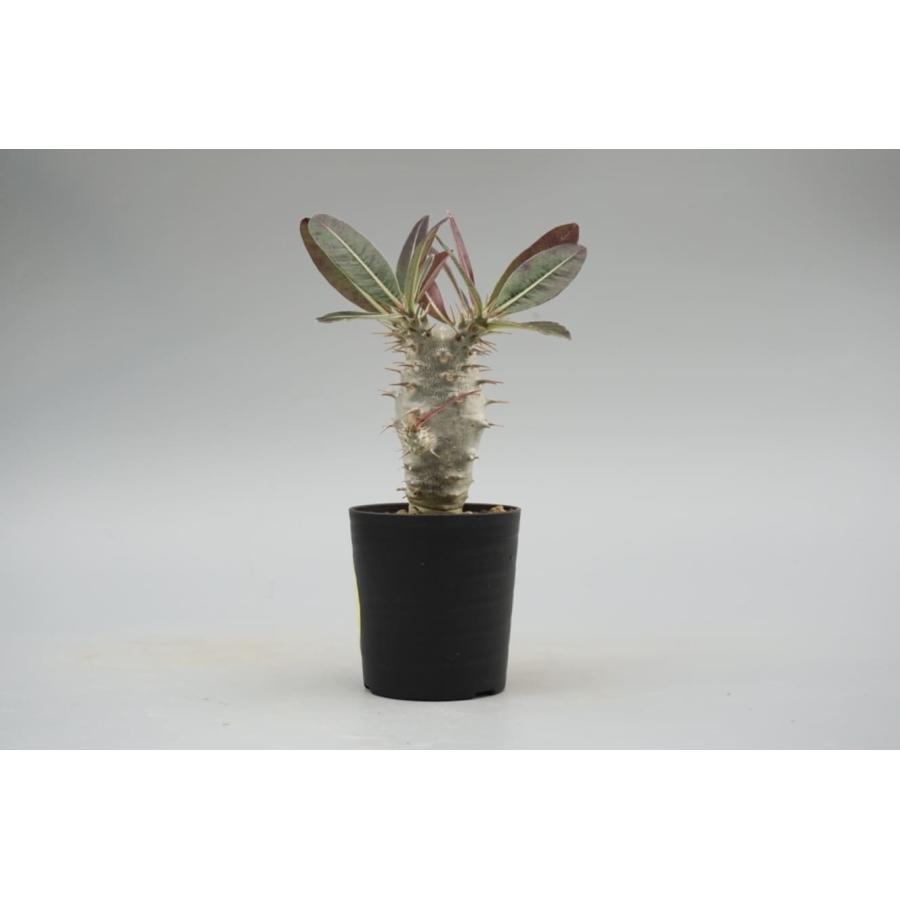 パキポディウム カクチペス 実生株 014 Pachypodium cactipes 観葉植物