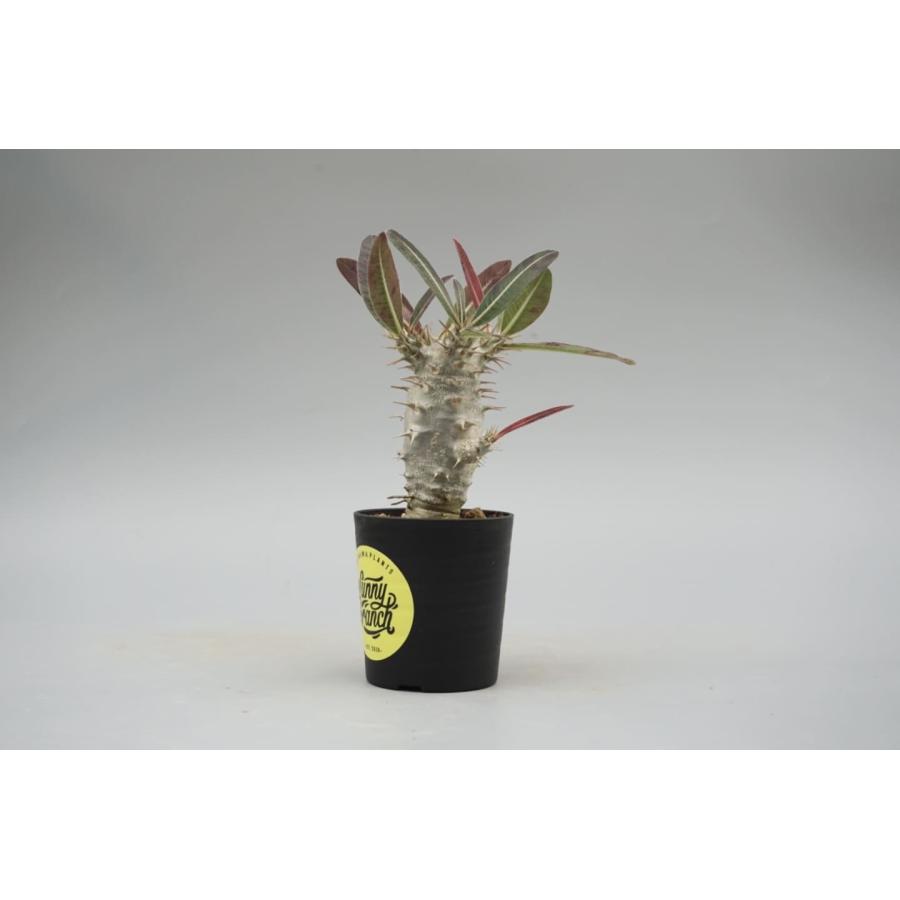 パキポディウム カクチペス 実生株 014 Pachypodium cactipes 観葉植物