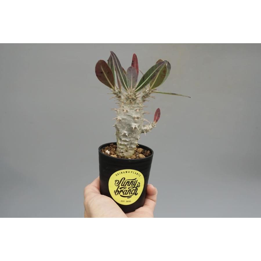 パキポディウム カクチペス 実生株 014 Pachypodium cactipes 観葉植物