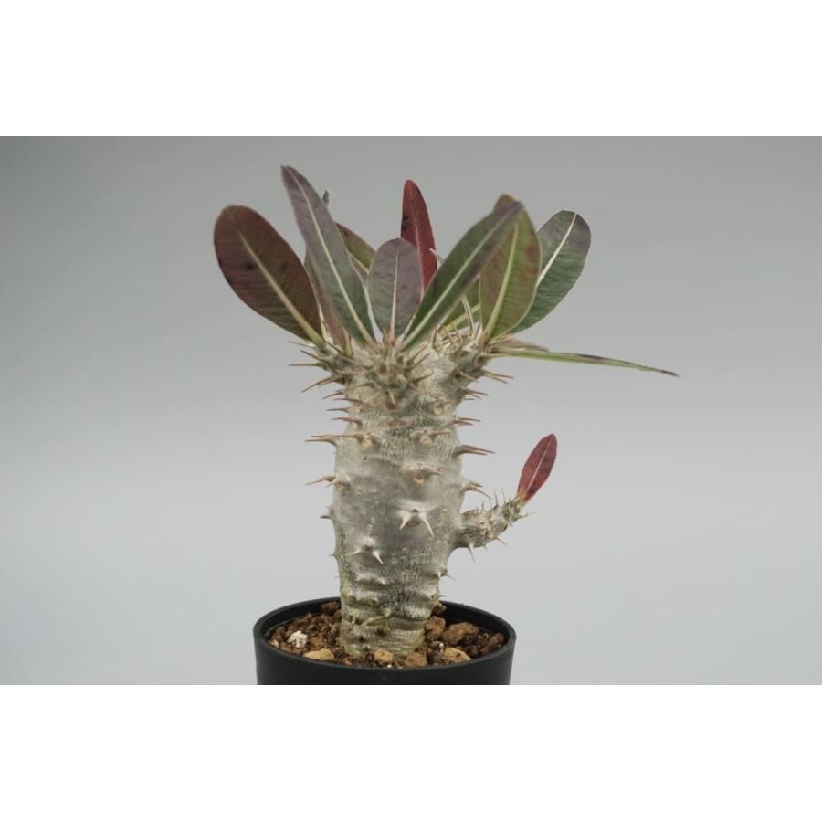パキポディウム カクチペス 実生株 014 Pachypodium cactipes 観葉植物
