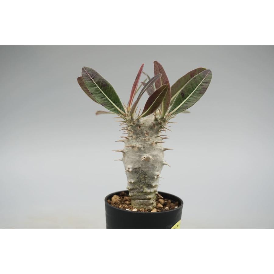 パキポディウム カクチペス 実生株 014 Pachypodium cactipes 観葉植物