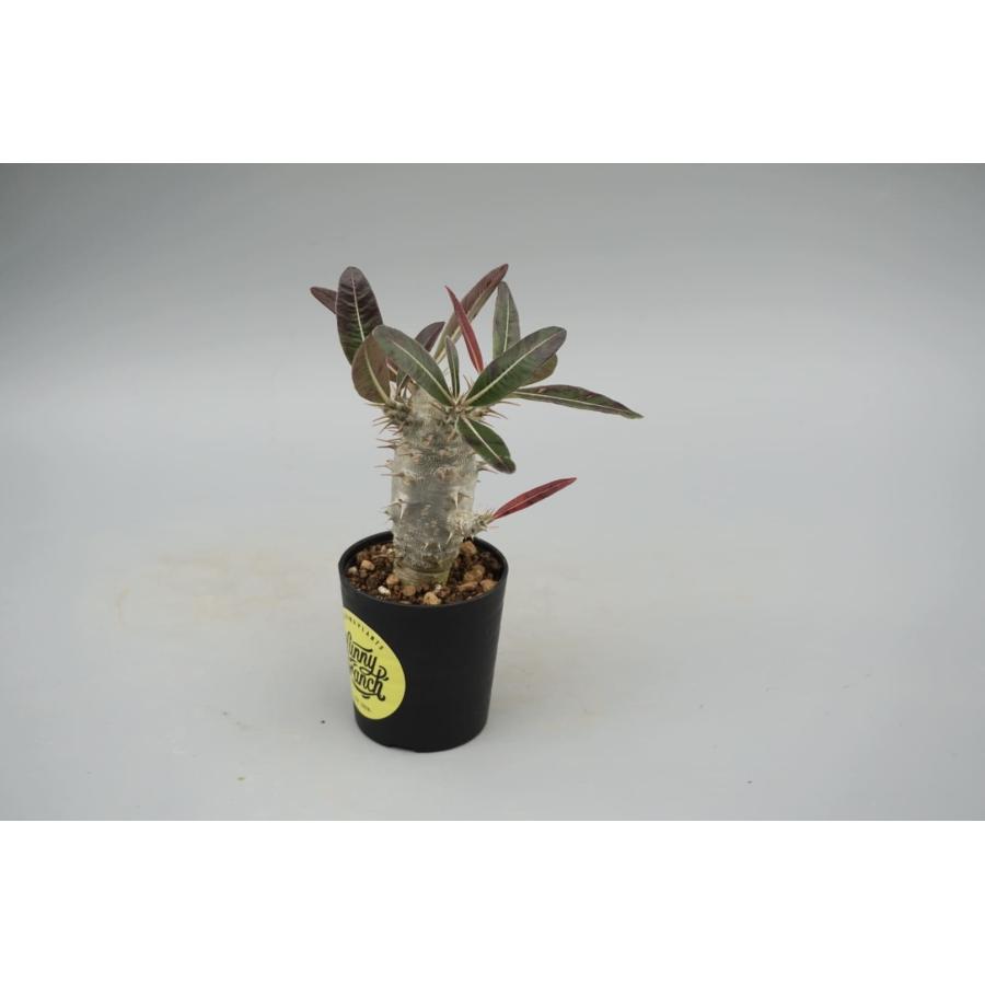 パキポディウム カクチペス 実生株 014 Pachypodium cactipes 観葉植物